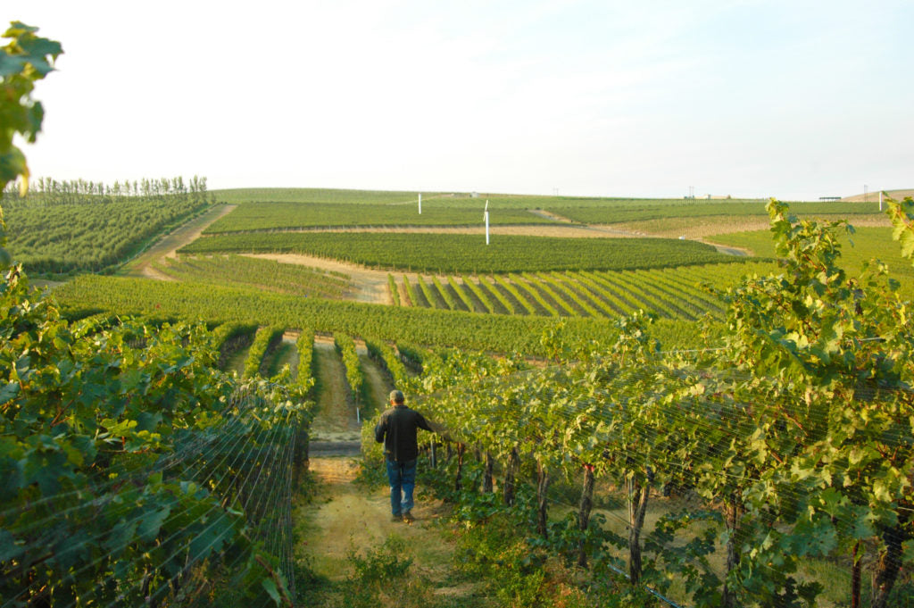 Walla Walla vineyard
